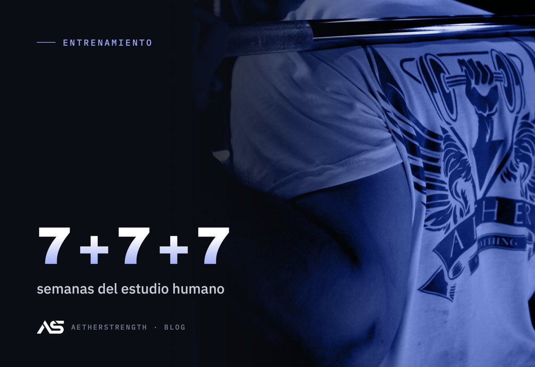 Memoria muscular: por qué recuperas el músculo perdido más rápido · 7 + 7 + 7 semanas del estudio humano